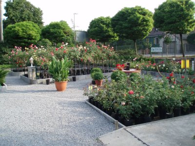 Baumschule Nordmann Rosen